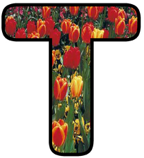 Dekobuchstaben-Tulpe_T.jpg